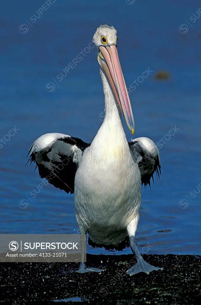 Australian Pelican Pelecanus conspicillatus Kangaroo Island Australia