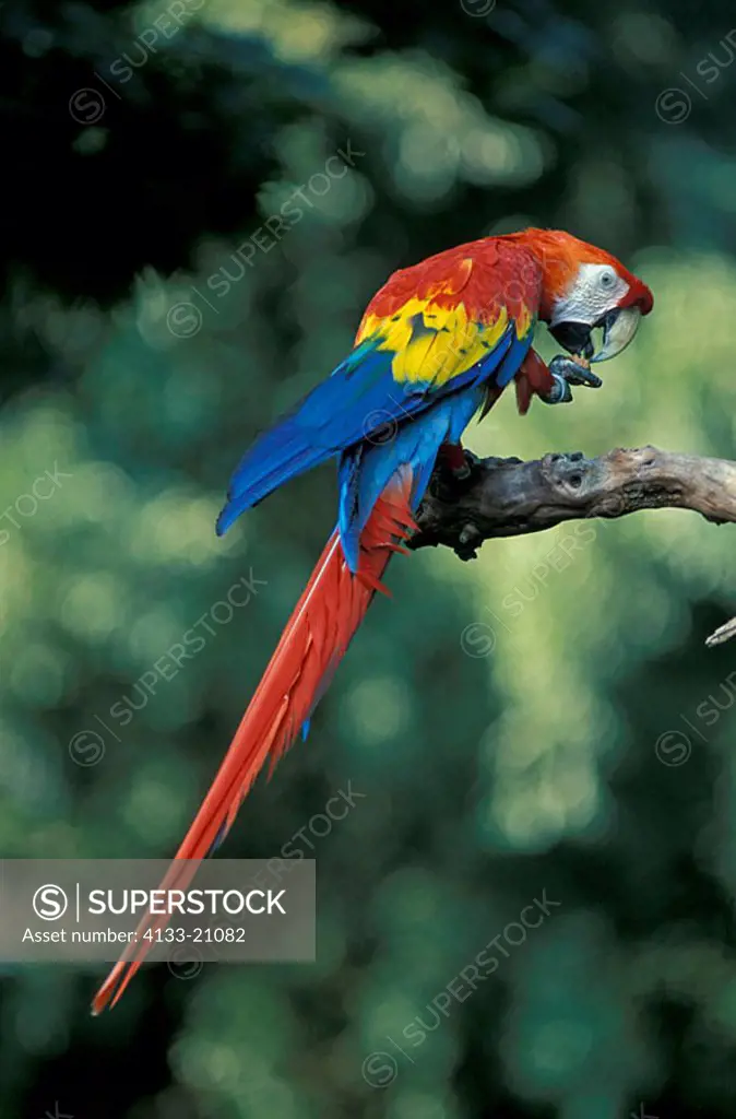 Scarlet Macaw Ara macao South America