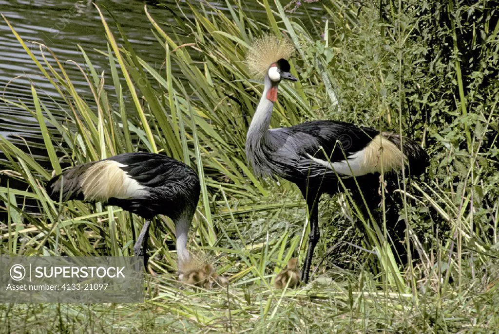 Crowned Crane , Balearica regulorum , Africa , couple , pair  at nest with young chicks