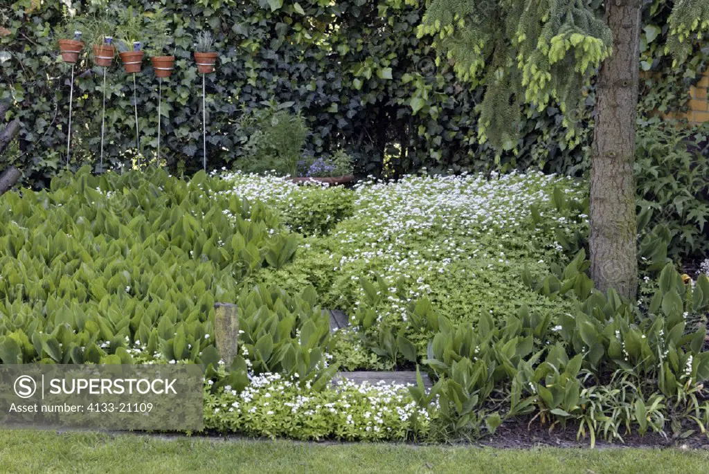 Sweet Woodruff , Asperula odorata , Galium odoratum , Germany , Europe , bloom , food , herb
