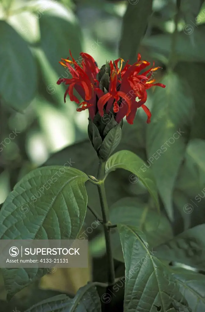 Blackstick , Pachystachys coccinea , Trinidad Tobago , Carib , bloom