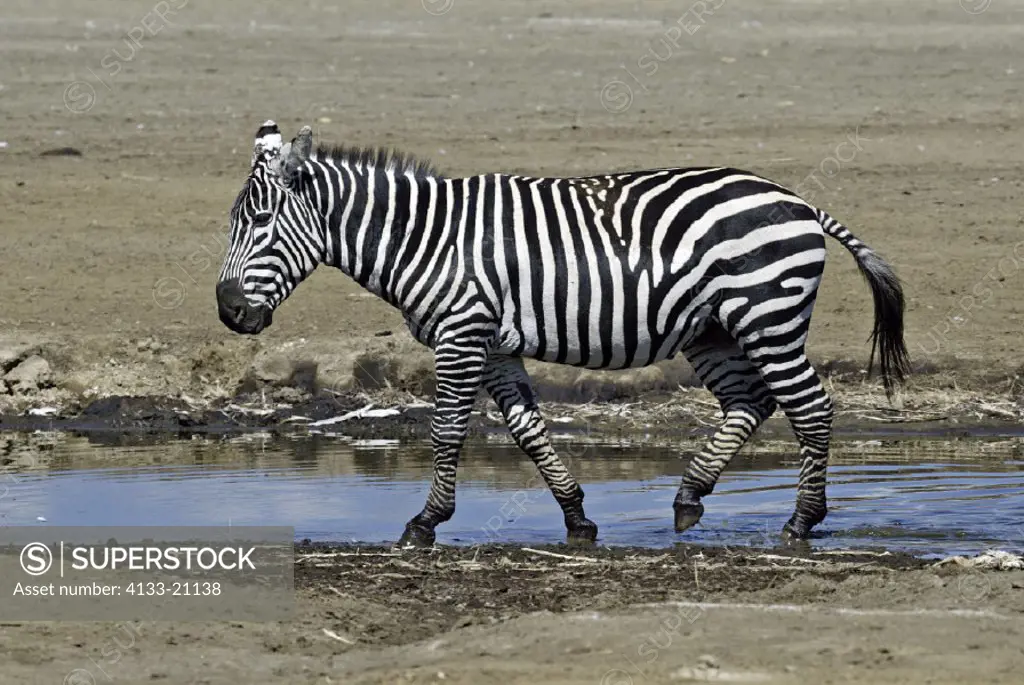 Plains Zebra(Burchell) Equus burchelli boehmi Lake Nakuru Kenya