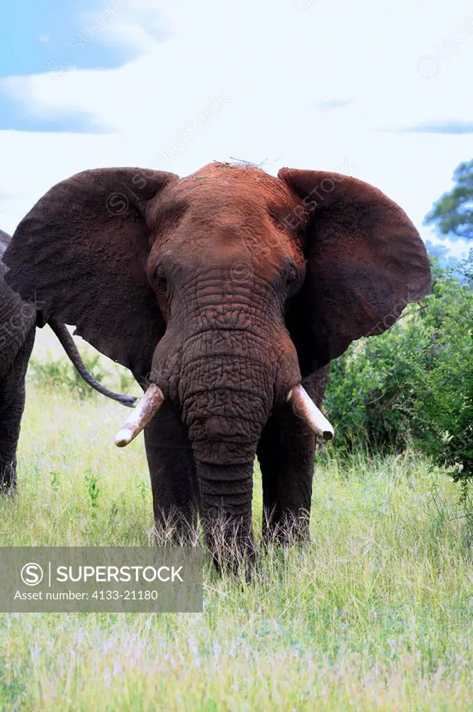 African Elephant,Loxodonta africana,Kruger Nationalpark,South Africa,Africa,adult male searching for food