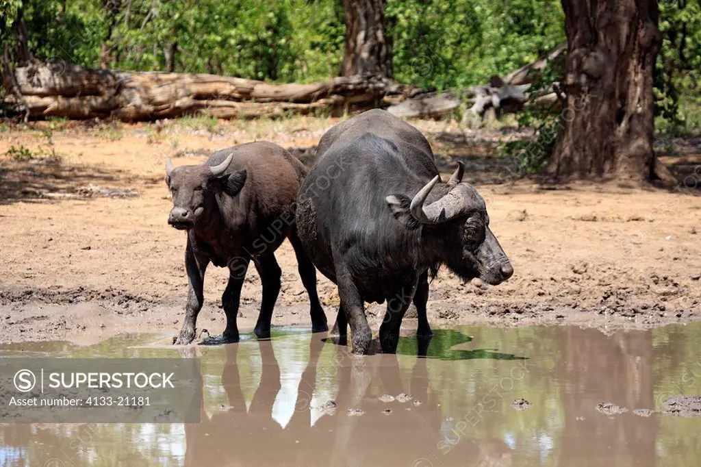 African Buffalo,Syncerus caffer,Kruger Nationalpark,South Africa,Africa,two adults at waterhole