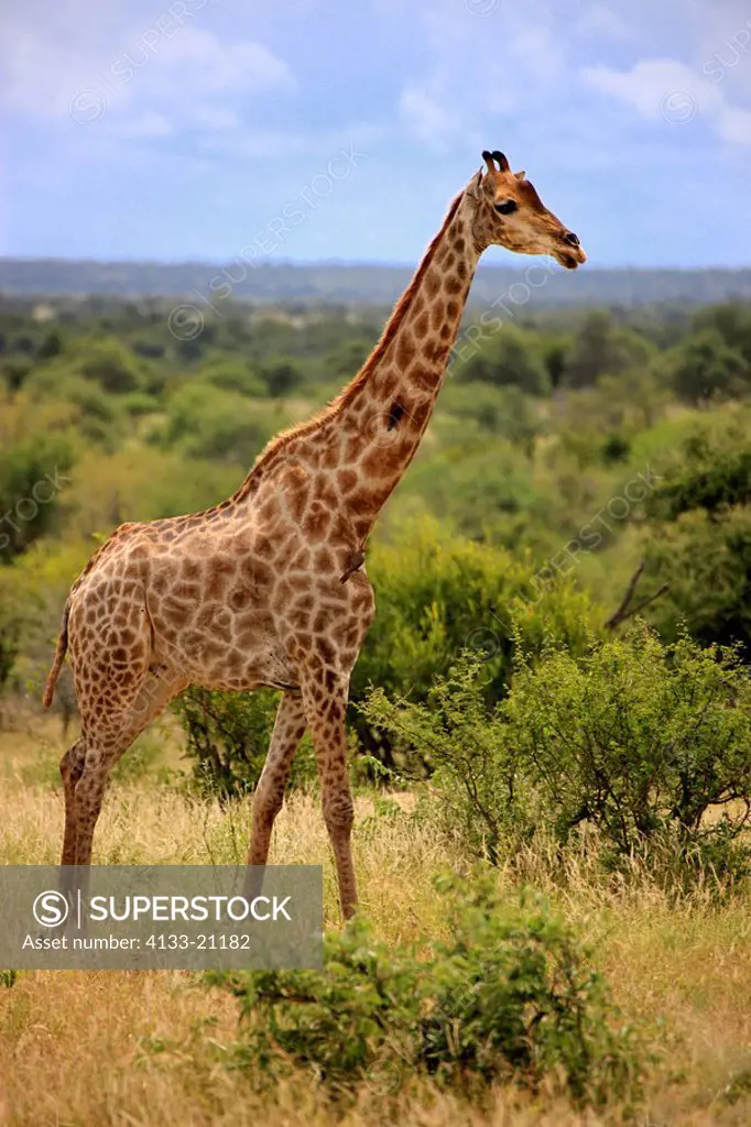 Cape Giraffe,Giraffa camelopardalis giraffa,Kruger Nationalpark,South Africa,Africa,adult
