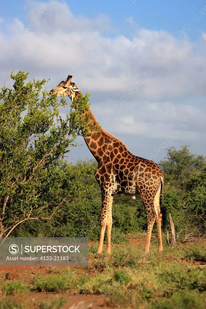 Cape Giraffe,Giraffa camelopardalis giraffa,Kruger Nationalpark,South Africa,Africa,adult feeding