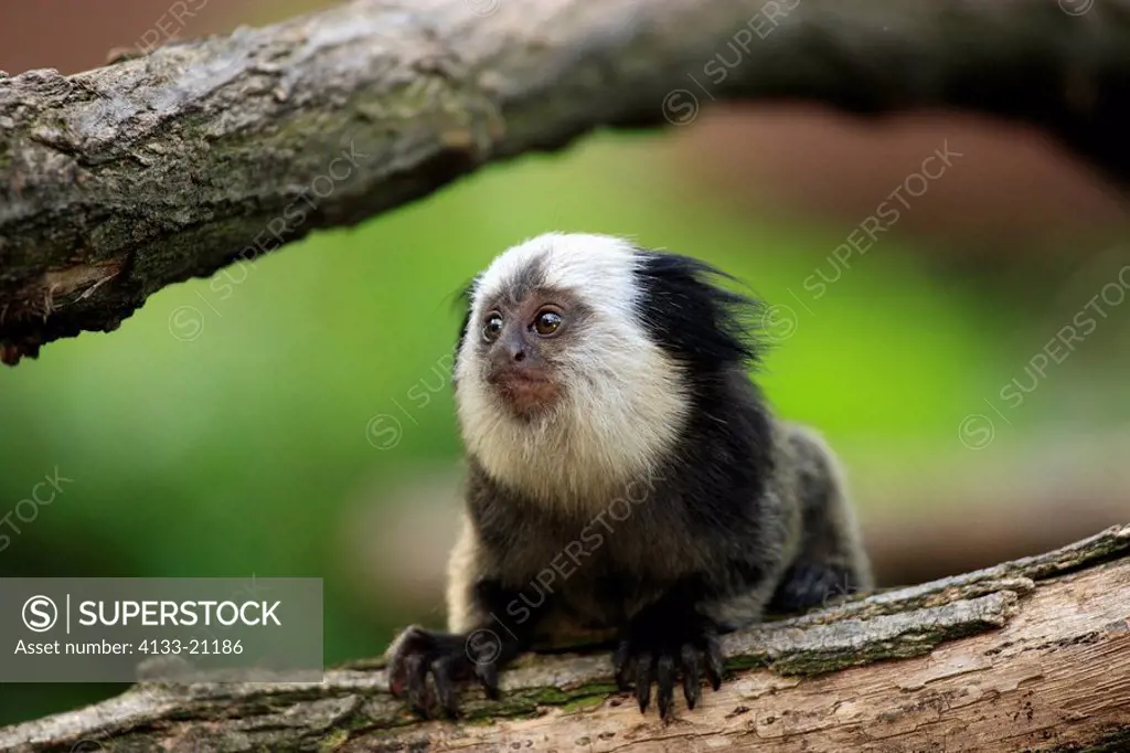 White_Headed Marmoset,Tufted_Ear Marmoset,Geoffroy`s Marmoset,Callithrix geoffroyi,Brazil,South America,young on tree