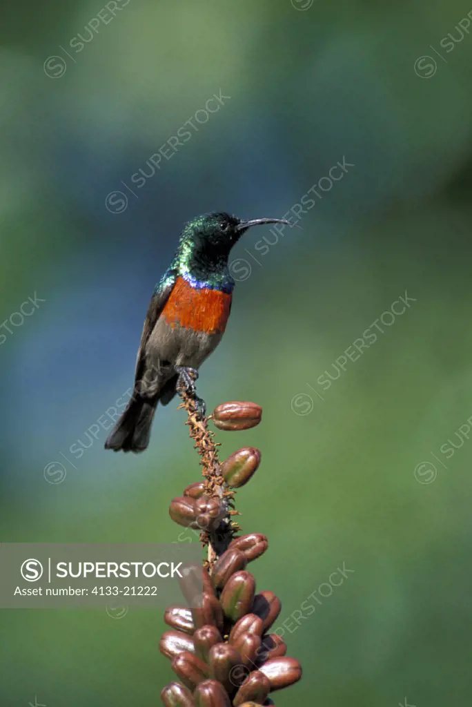 Greater Doublecollared Sunbird , Nectarinia afra , South Africa , Africa , adult on bloom