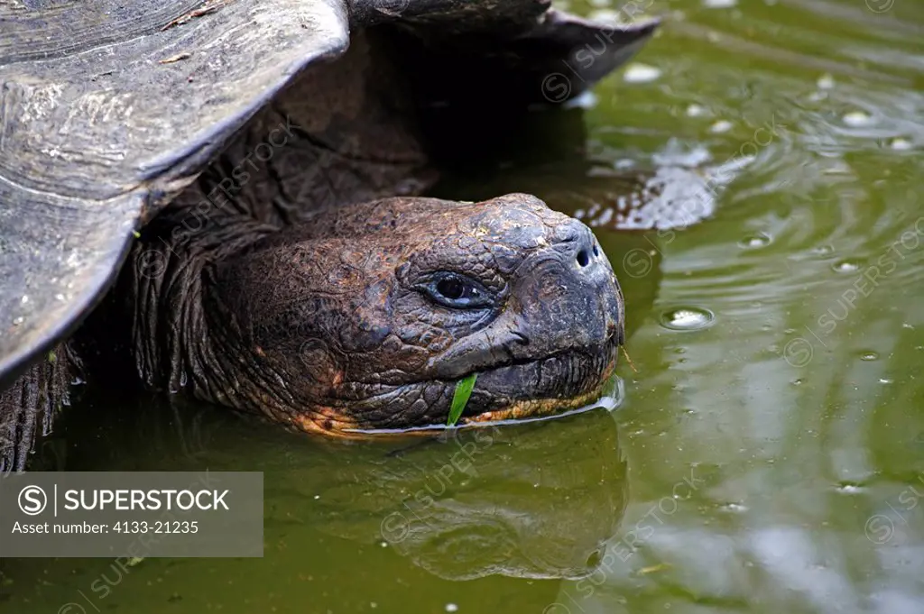 Galapagos Tortoise,Giant Tortoise,Geochelone nigra,Galapagos Islands,Ecuador,adult resting in water,Portrait