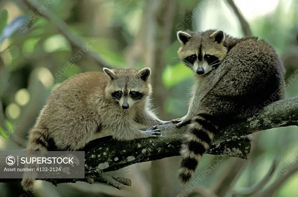 North American Raccoon , Raccoon , Procyon lotor , Europe , America , USA , adult couple , pair  on tree