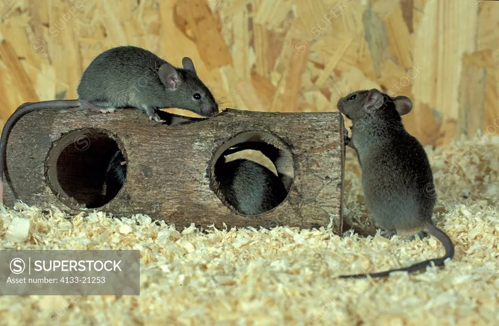 House Mouse,Mus musculus,Germany,adults in wooden toy