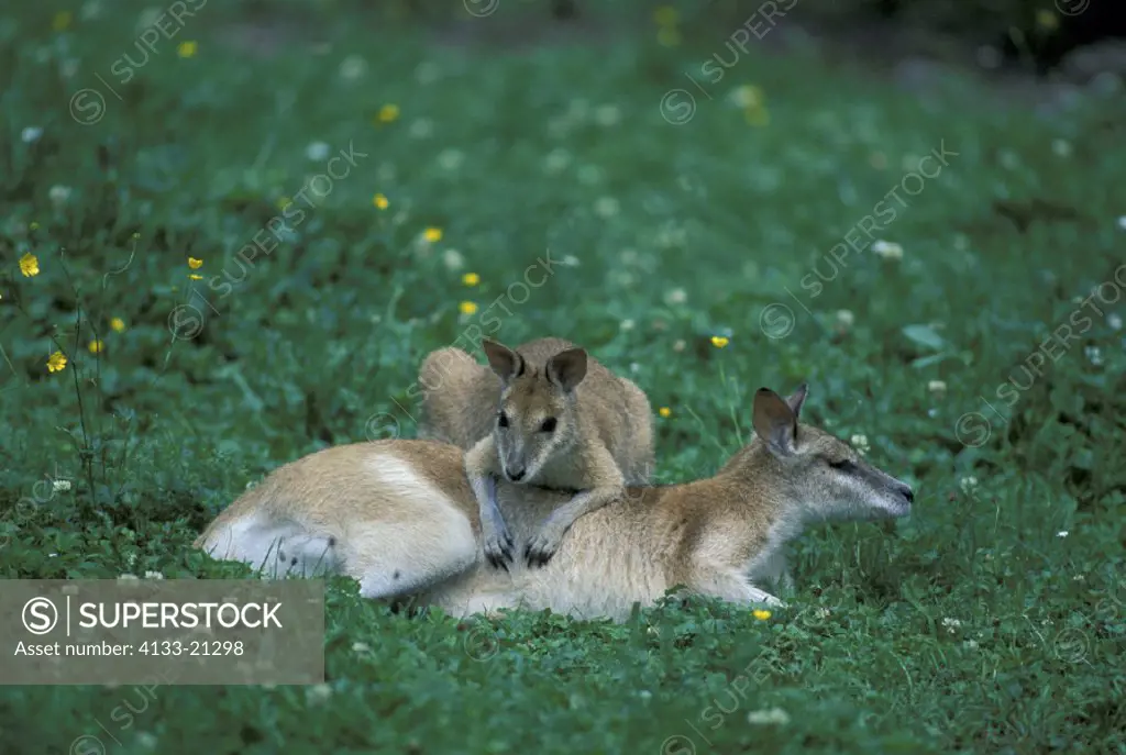 Agile Wallaby , Macropus agilis , Australia , Adult with young resting