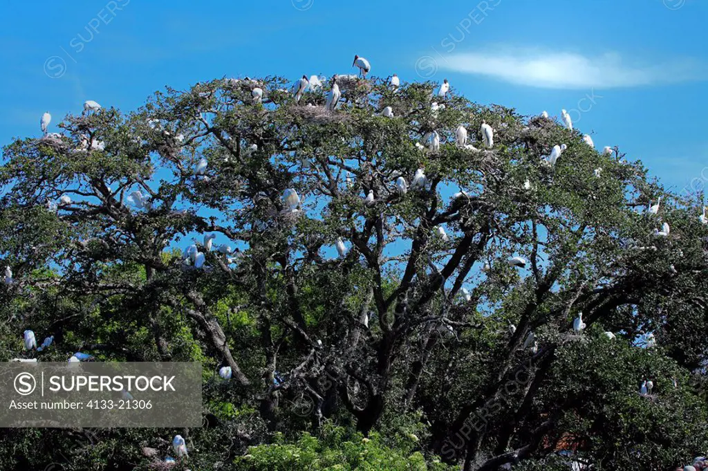 Bird Sanctuary,rookery,Forida,USA,colony of herons and storks on tree at breeding season