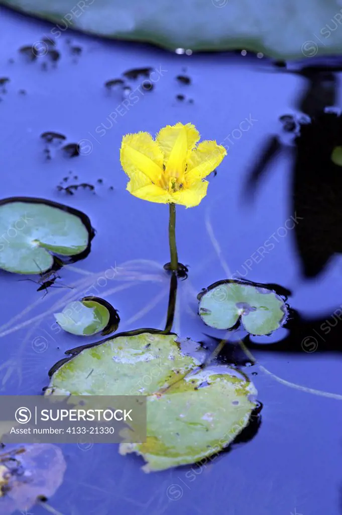Yellow floating heart,Nymphoides peltata,Germany,Europe,blooming
