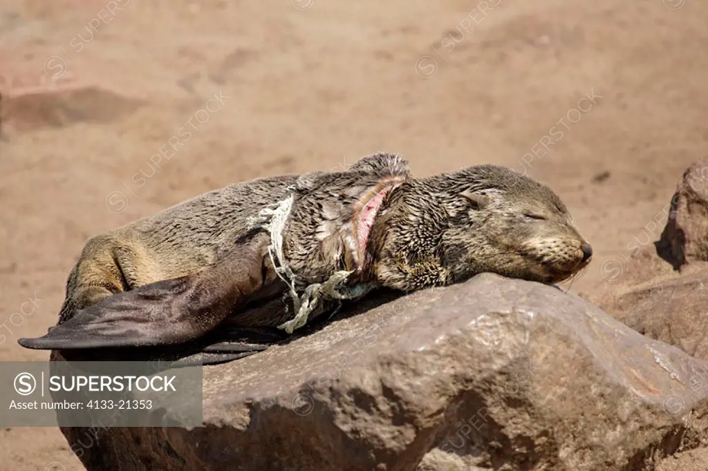 Cape Fur Seal, Arctocephalus pusillus, Cape Cross, Namibia , Africa, subadult sleeping on rock injured by fischernet