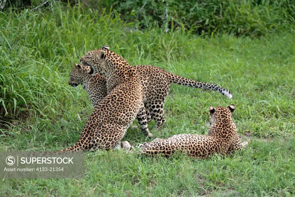 Leopard, Panthera pardus, Sabie Sand Game Reserve, South Africa , Africa, adult female with subadults