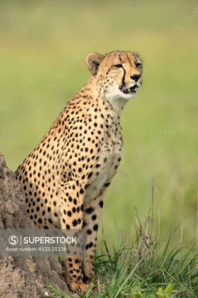 Cheetah, Acinonyx jubatus, Sabie Sand Game Reserve, South Africa , Africa, adult