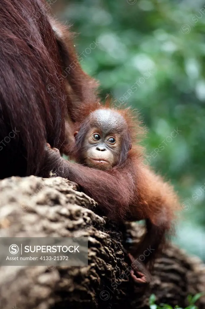 Orang Utan,Pongo pygmaeus,Asia,baby on tree