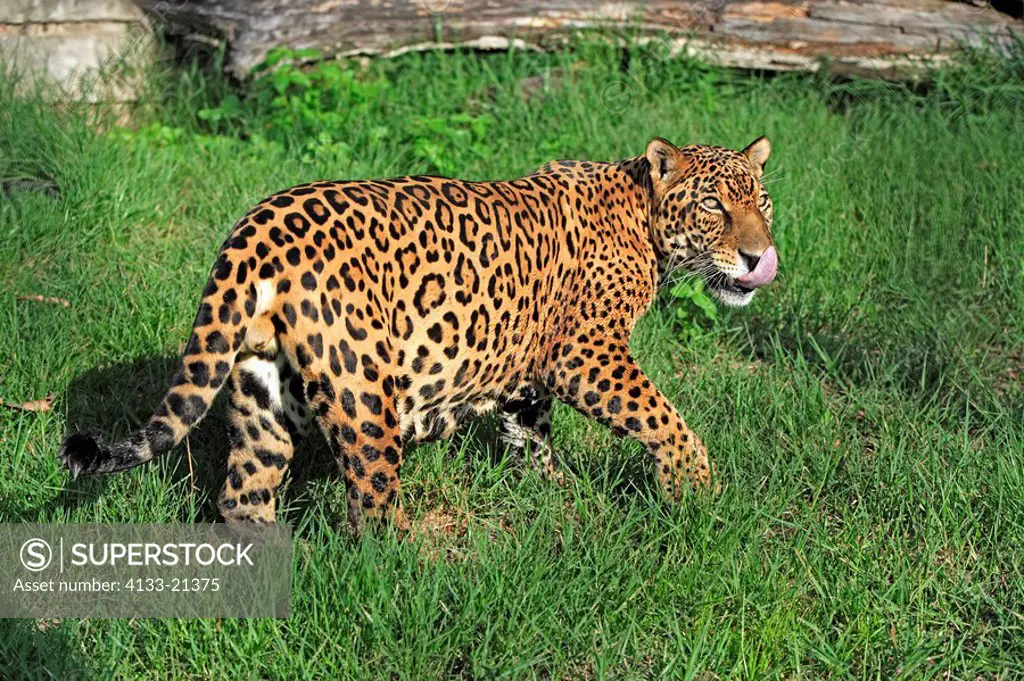 Jaguar,Panthera onca,Pantanal,Brazil,Adult,male