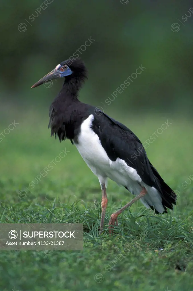 Abdim`s Stork , Ciconia abdimii , Africa , adult