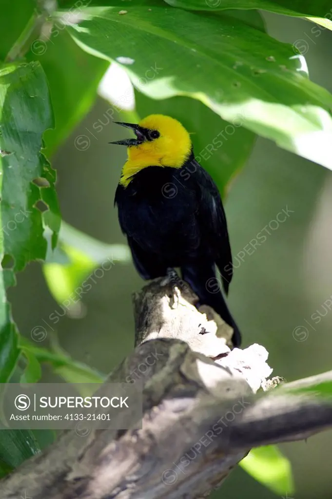 Yellow headed Blackbird,Xanthocephalus,USA,singing on tree