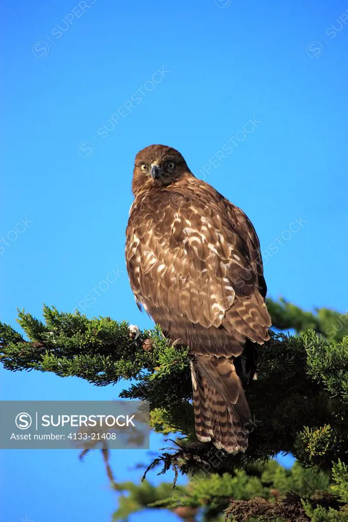Red Tailed Hawk,Buteo jamaicensis,Monterey,California,USA,adult on tree