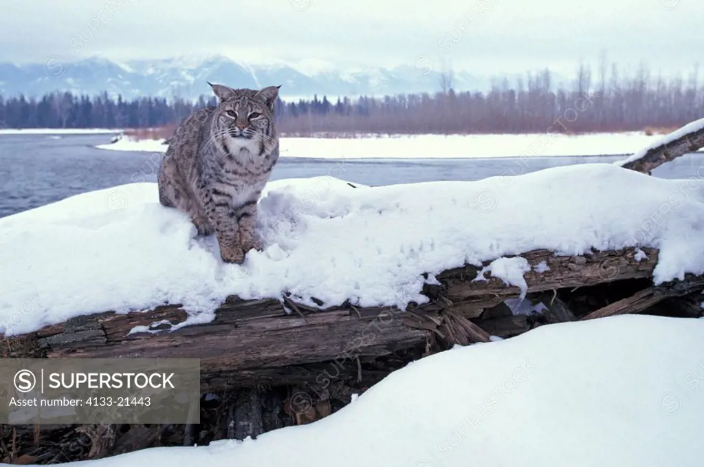 Bobcat,Lynx rufus,Montana,USA,adult in snow