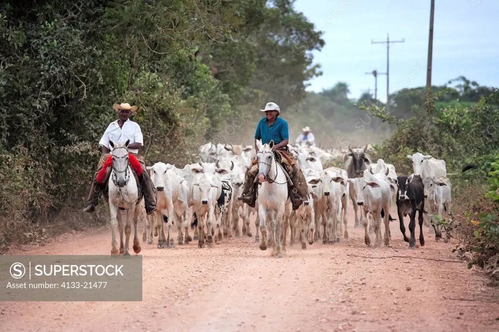 Pantanal Cowboy,Pantaneiro,Horse,Pantaneiro Horse,Pantanal,Brazil,riding,cattle drive