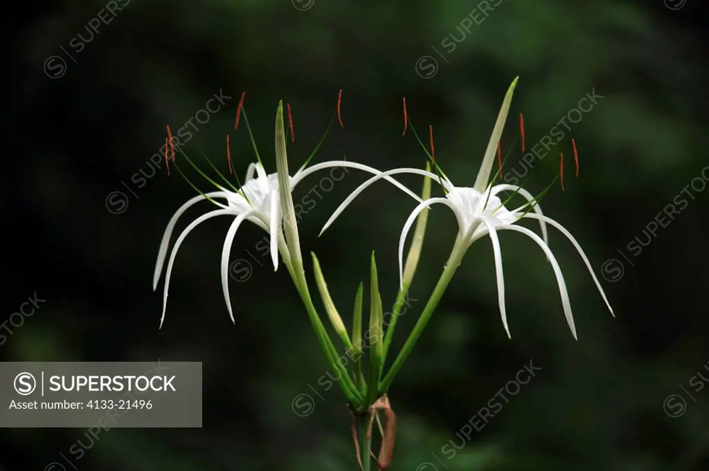 Spider Lily,Hymenocallis occidentalis,North America,bloom