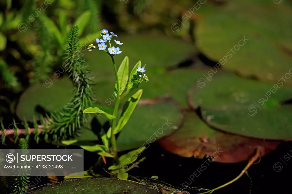 Water Forget me not,Myosotis palustris,Ellerstadt,Germany,Europe,blooming at pond