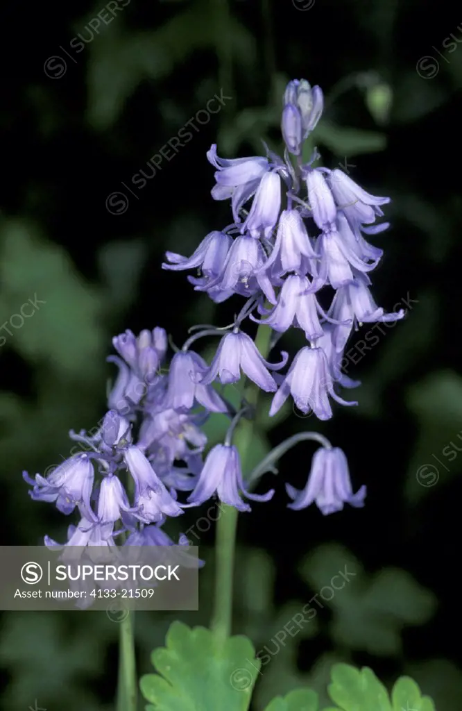 Spanish Bluebells , Hyacinthiodes hispanica , Germany, Spain , bloom
