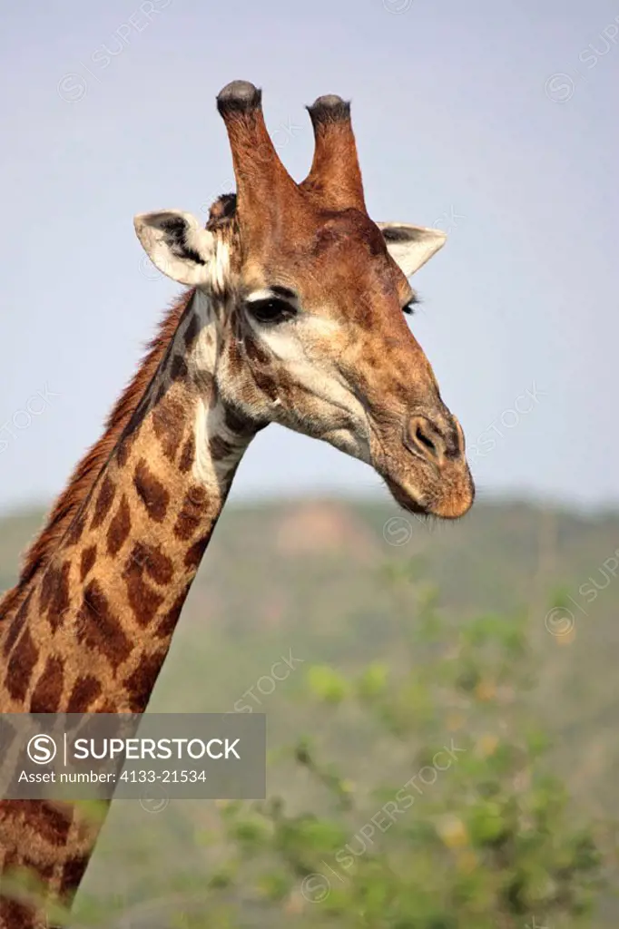 Cape Giraffe, Giraffa camelopardalis giraffa , Sabie Sand Game Reserve, South Africa , Africa , adult