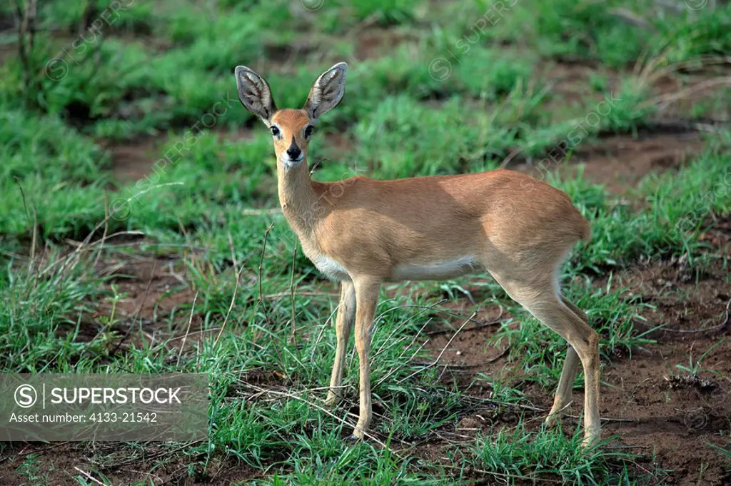 Steenbok,Raphicerus campestris,Kruger National Park,South Africa,SabiSabi Game Reserve,adult female