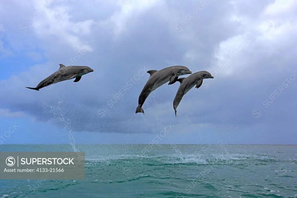 Bottle_nosed Dolphin,Bottle Nosed Dolphin,Bottle Nose Dolphin,Tursiops truncatus,Roatan,Honduras,Caribbean,Central America,Lateinamerica,three adults ...
