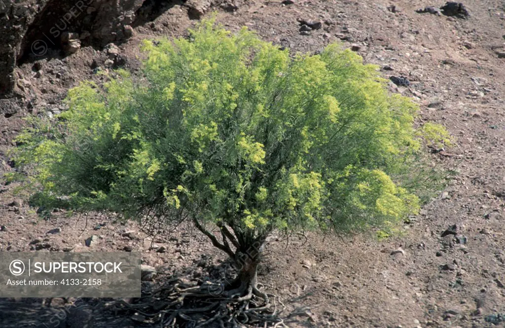 Foothill Palo Verde, Cercidium microphyllum, Sonora Desert, Arizona, USA, bloom