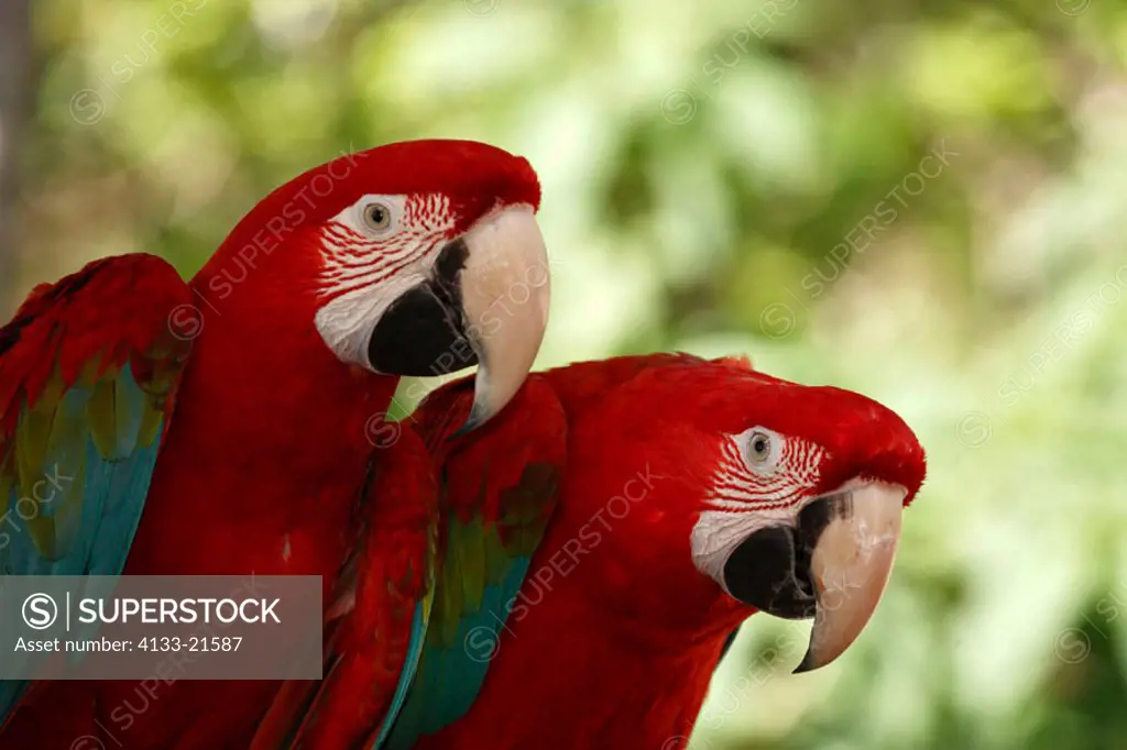 Red Blue and Green Macaw, Ara chloroptera, South America, couple social behaviour