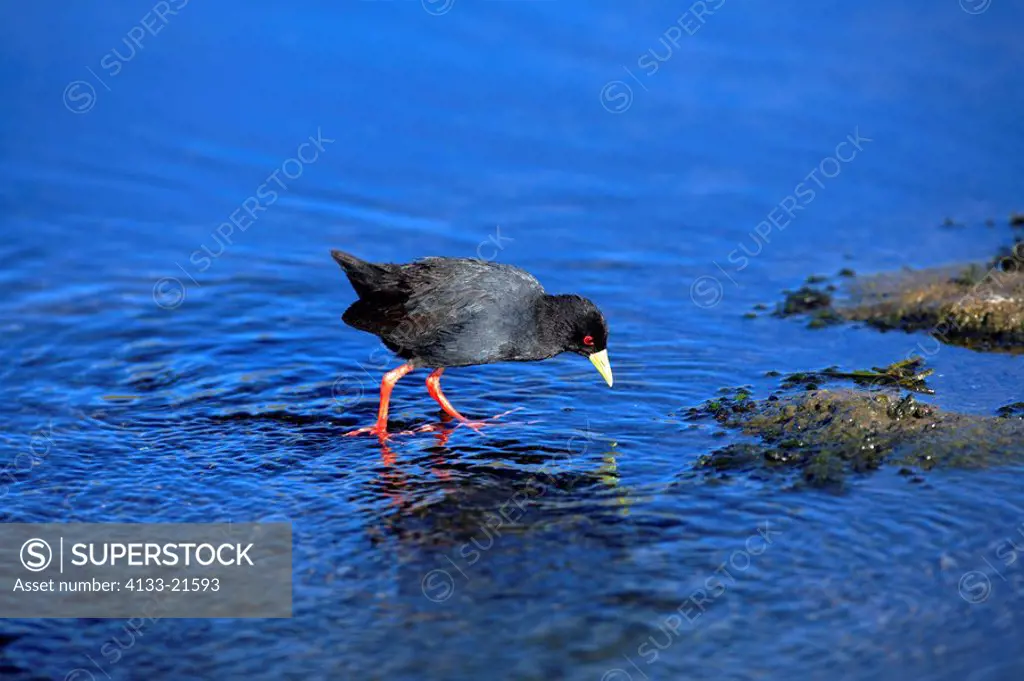 African Black Crake,Amaurornis flavirostris,Kruger National Park,South Africa,adult in water searching for food