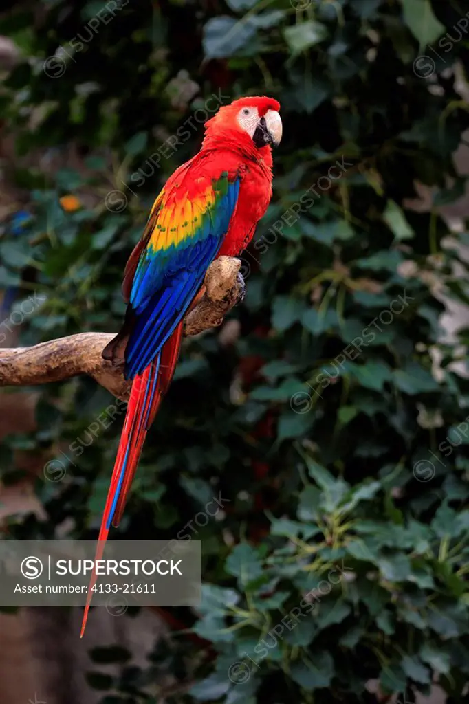 Scarlet Macaw,Ara macao,South America,adult on branch