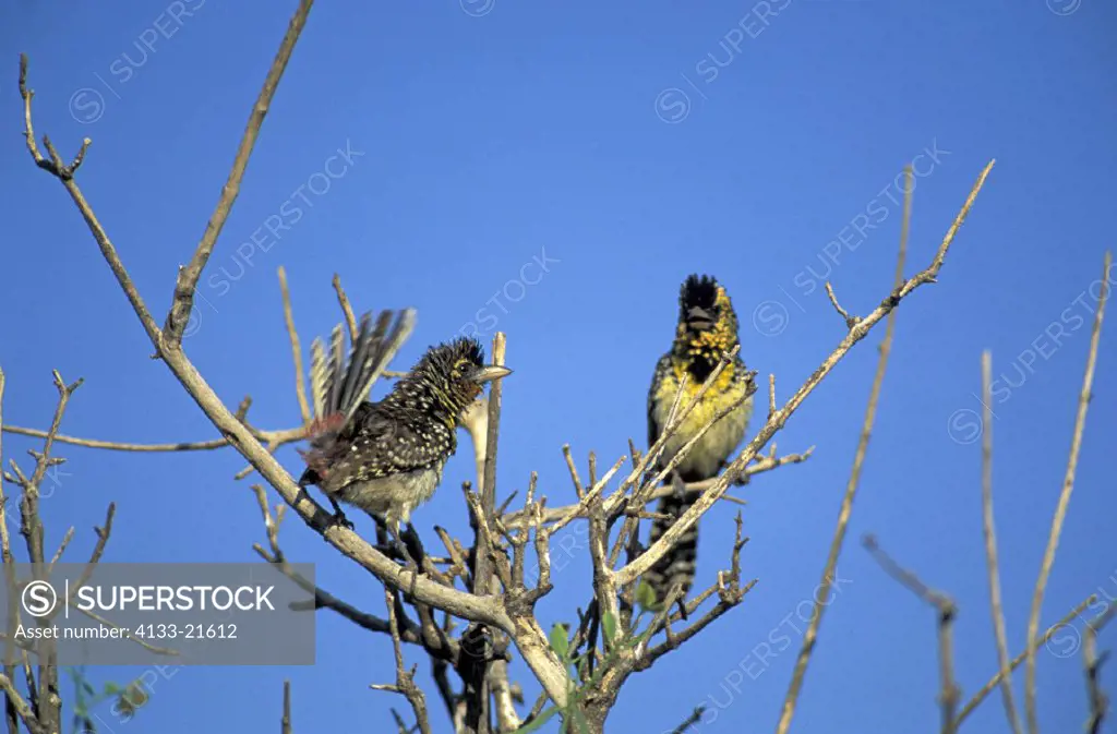 D`Arnaud`s Barbet , Trachyphonus darnaudi , South Africa , Africa , adults , couple , pair ,on tree courtship
