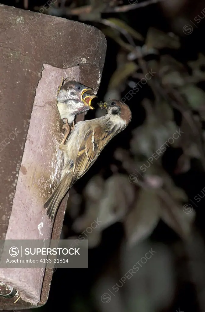 Tree Sparrow , Passer montanus , Germany , adult with young bird at nest