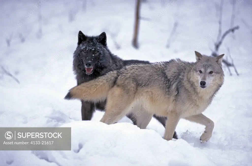 Gray Wolf , Grey Wolf , Timber Wolf , Canis lupus , Montana , USA , America , adults