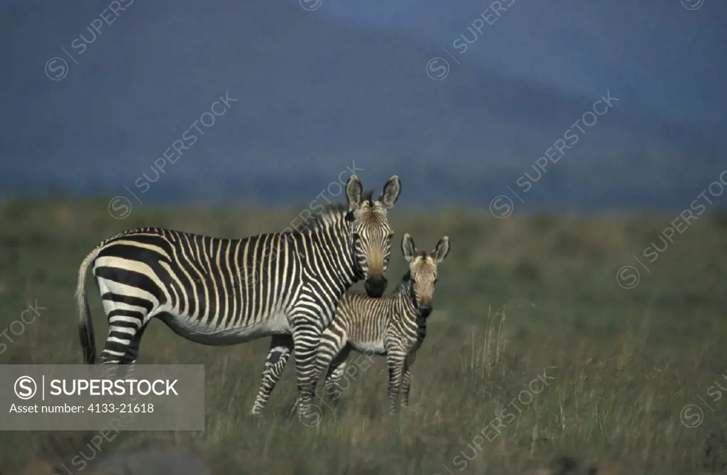 Cape Mountain Zebra , Equus zebra zebra , Mountain Zebra National Park , South Africa , Africa , Adult with young