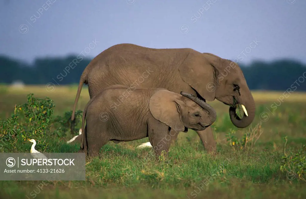 African Elephant Loxodonta africana Amboseli Nationalpark Kenya Africa