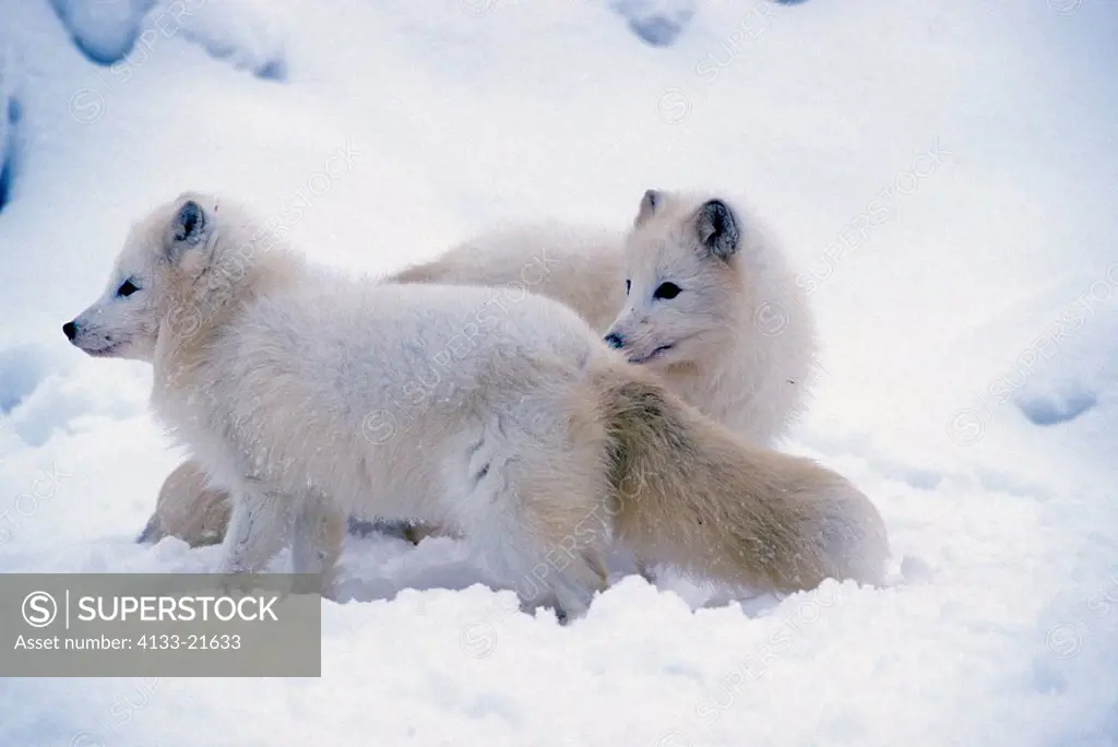 Arctic Fox,Alopex lagopus,Montana,USA,adult couple in snow