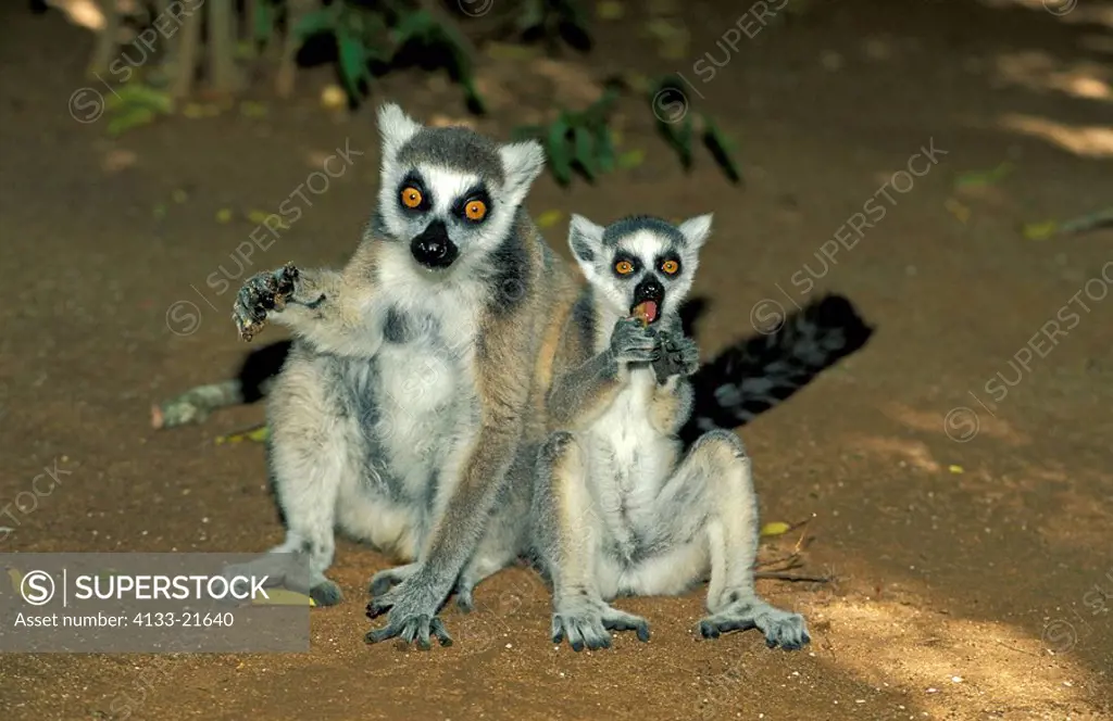 Ring-Tailed Lemur,Lemur catta,Berenty Game Reserve,Madagascar,Africa,mother with young feeding