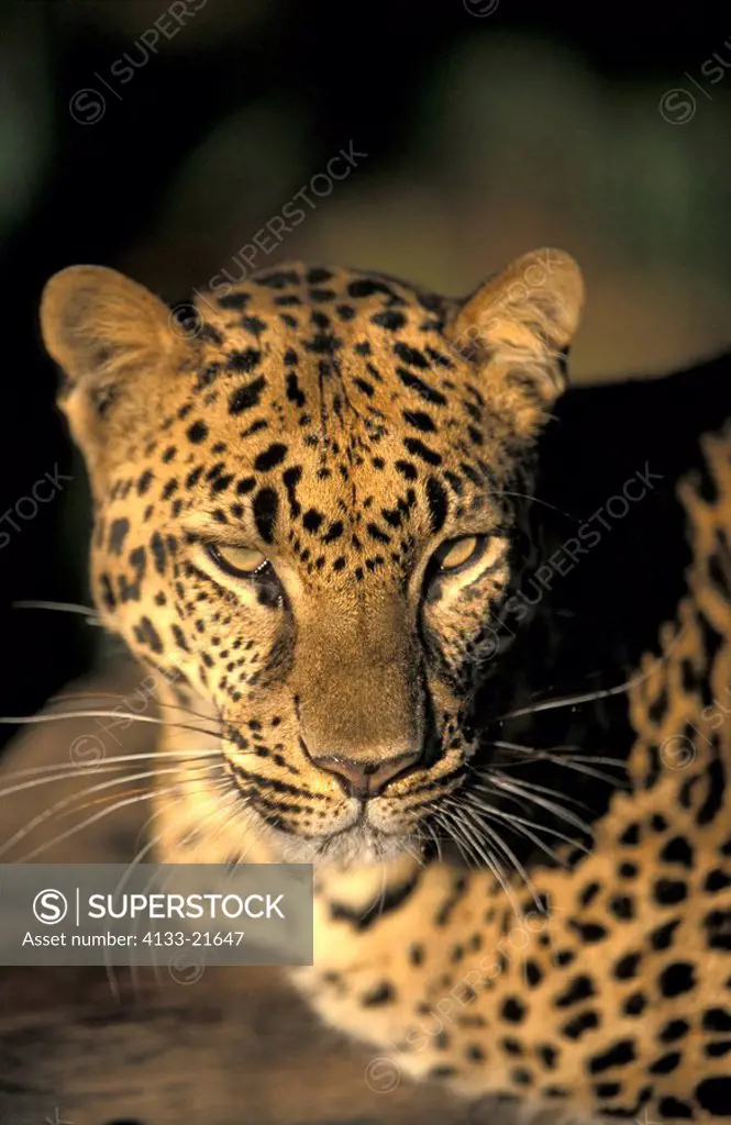 Leopard,Panthera pardus,Africa,adult portrait