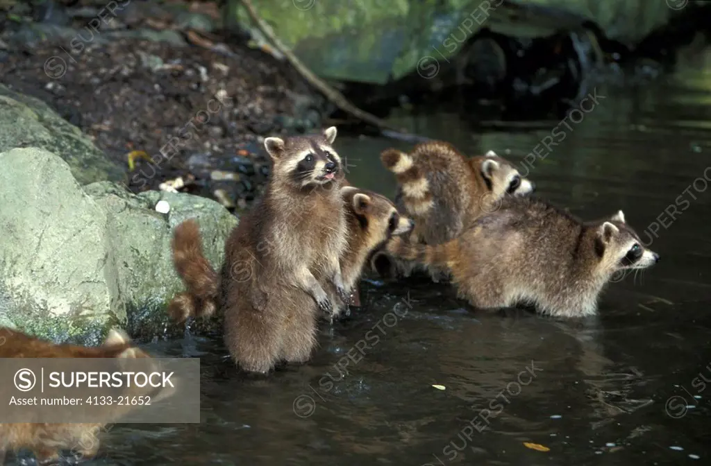 North American Raccoon,Procyon lotor,North America,group of adults in water searching for food
