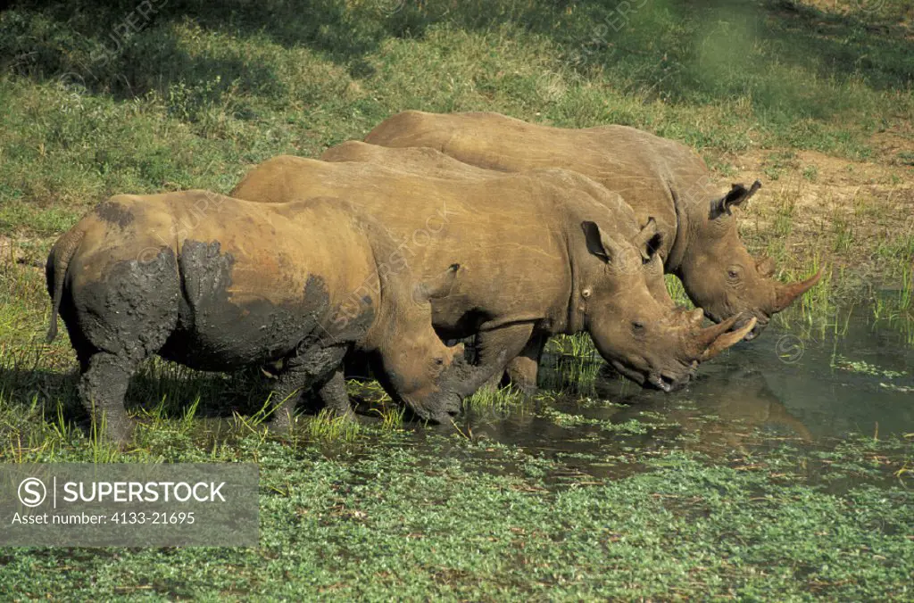 White Rhinoceros , Square Lipped Rhinoceros , Ceratotherium simum , Mkuzi Game Reserve , South Africa , Africa , Adults , Group at waterhole , drinkin...