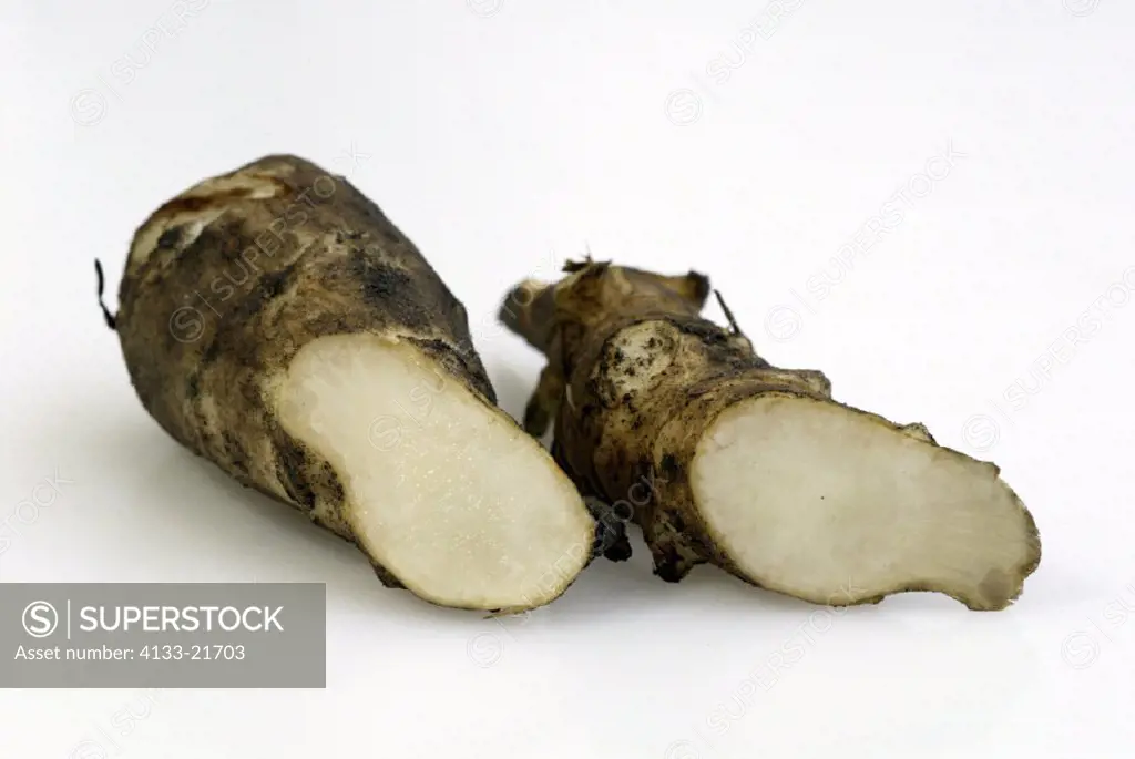 Jerusalem Artichoke Helianthus tuberosus Germany, fruit root vegetable
