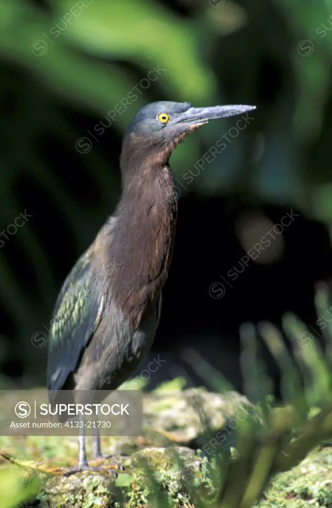 Greenbacked Heron,  Butorides striatus , Florida , USA , America , adult
